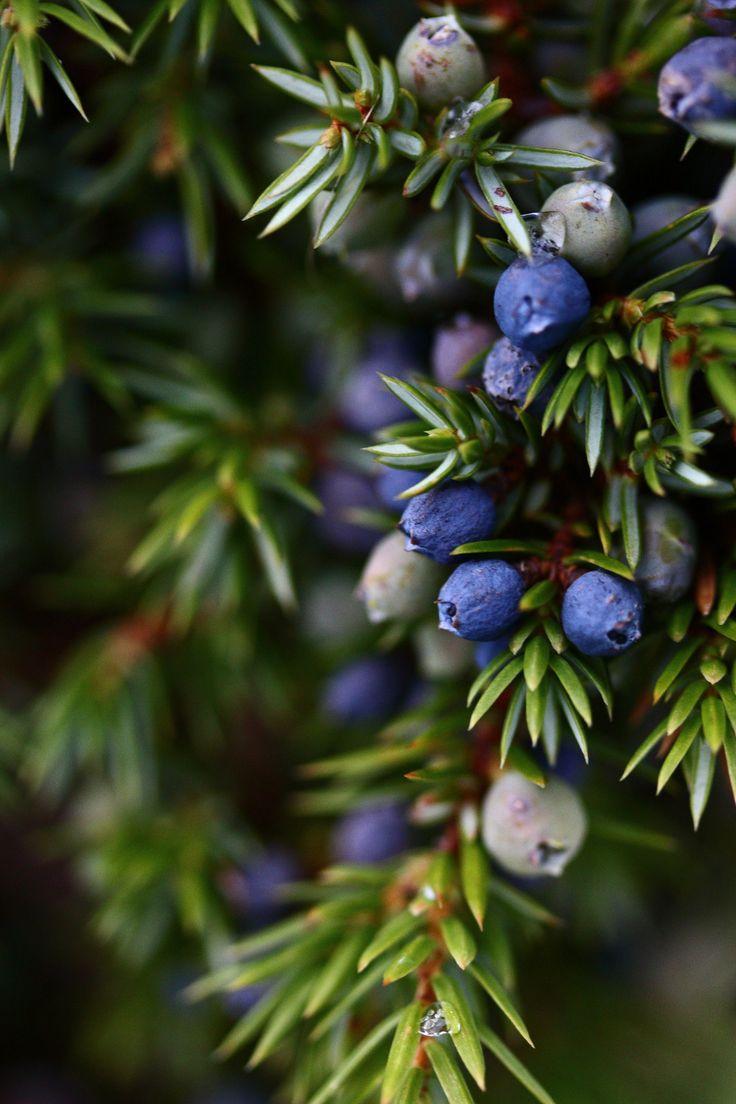 Harvest Melody: Vibrant Berry Ensemble from Local Fields