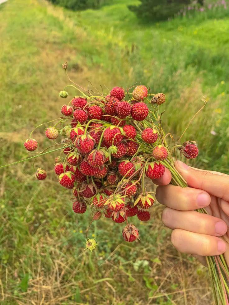 Rustic Reds: Hearty Berry Harvest Collection